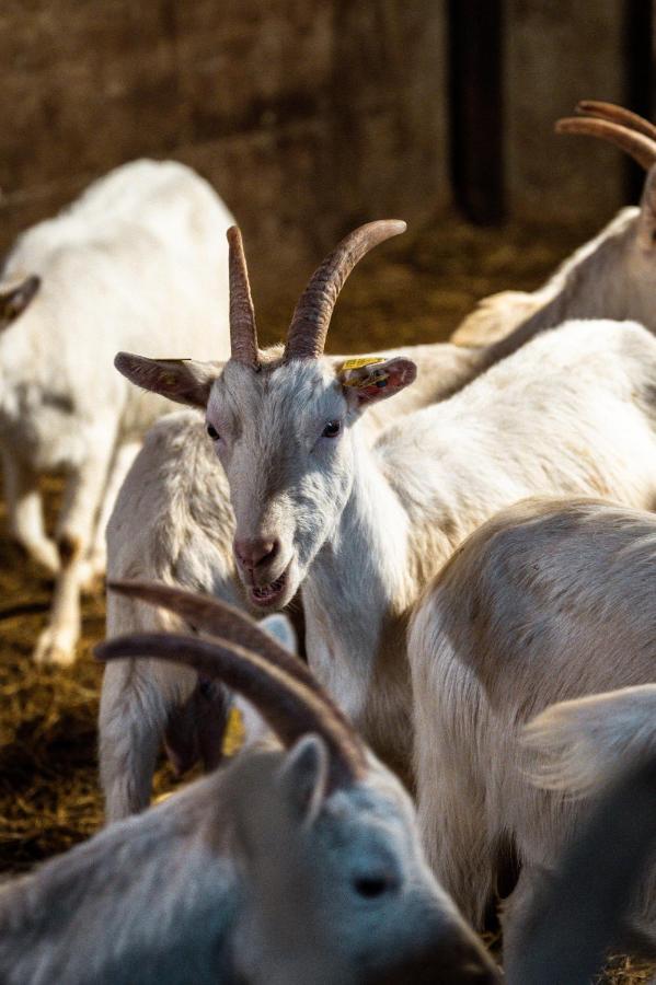 Scuderia Della Valle Bauernhof Valsecca